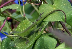 green anoles