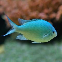 green chromi