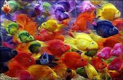 jellbean parrot cichlid