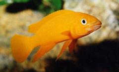 lemon cichlid lemon cichlid
