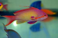 lyre tail anthias lyre tail anthias