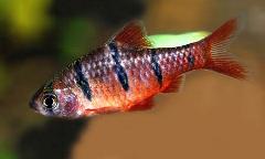melon barb