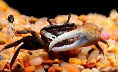 mini fiddler crab mini fiddler crab