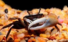 mini fiddler crab