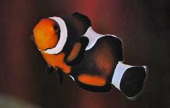 mocha clownfish mocha clownfish