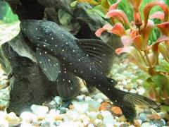 mustard spot pleco mustard spot pleco