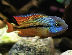 nicaraguense cichlid