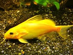 nigrita gold catfish