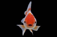 oranda goldfish oranda goldfish