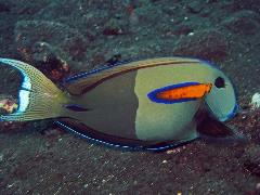 orangeband surgeonfish orangeband surgeonfish