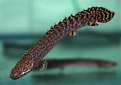 ornate bichir