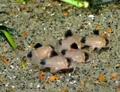 panda cory catfish panda cory catfish