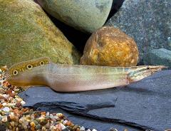 peacock eel