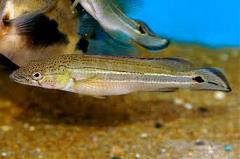 pike cichlid pike cichlid