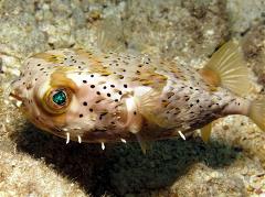 porcupine puffer fish porcupine puffer fish