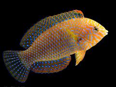 potters leopard wrasse