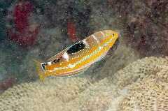 pudding wife wrasse