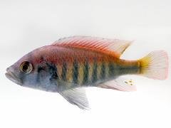 Pundamilia-nyereri-Cichlids-Nyereri