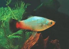 rainbow platy rainbow platy