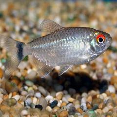 red eye tetra red eye tetra