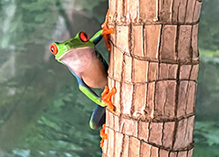 red eye tree frog for sale
