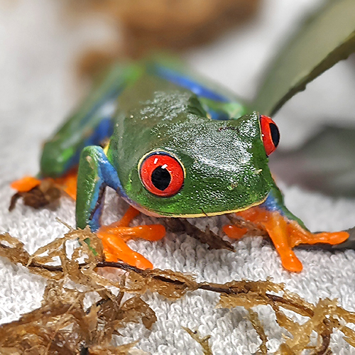 red eye tree frog