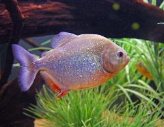 redbellied piranha