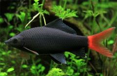 redtail shark