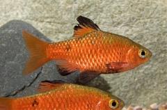 rosy barb rosy barb