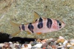 round banded barb