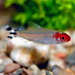 rummynose tetra