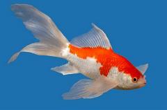 sarassa goldfish