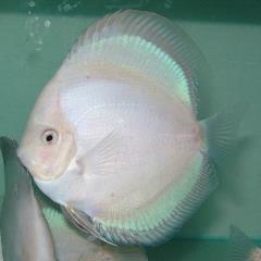 snow white discus
