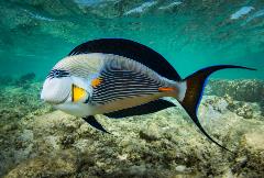 sohal surgeonfish sohal surgeonfish