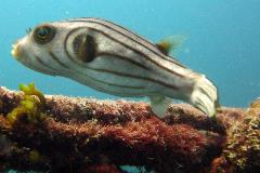 striped puffer striped narrow lined puffer