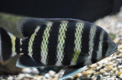 tilapia buttikoferi