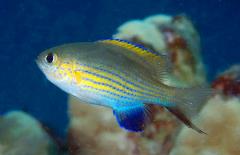 vanderbilt chromis