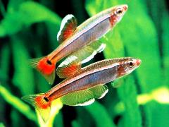 white cloud minnow white cloud minnow