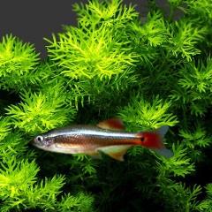 white cloud tetra