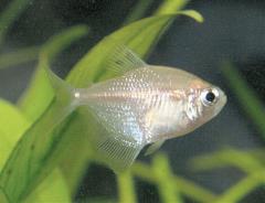 white skirt tetra