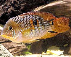 yellow acara yellow acara