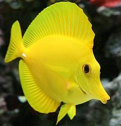 yellow tang yellow tang