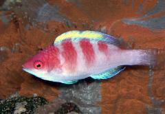 yellow fin fairy wrasse