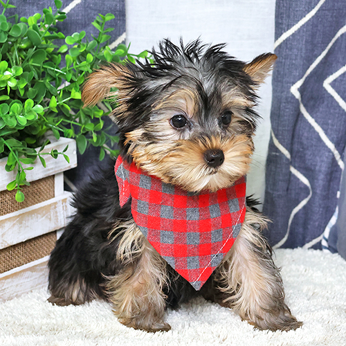 Yorkshire Terrier