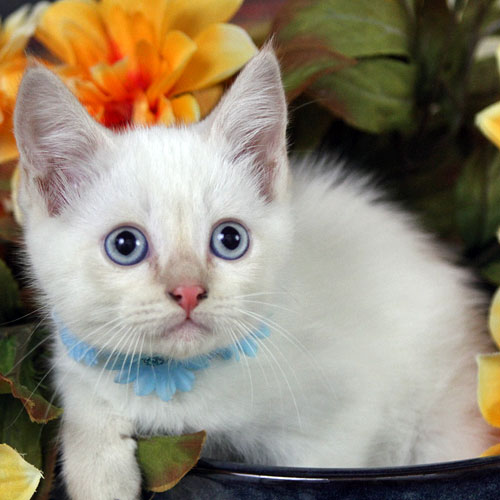 Kitten Gallery