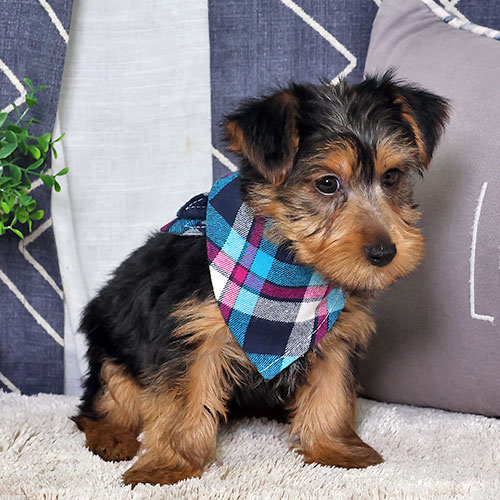 Puppy main image