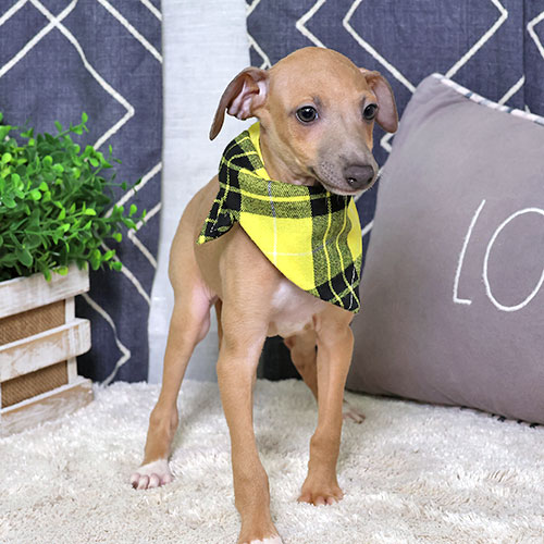Puppy main image