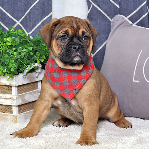 Puppy main image