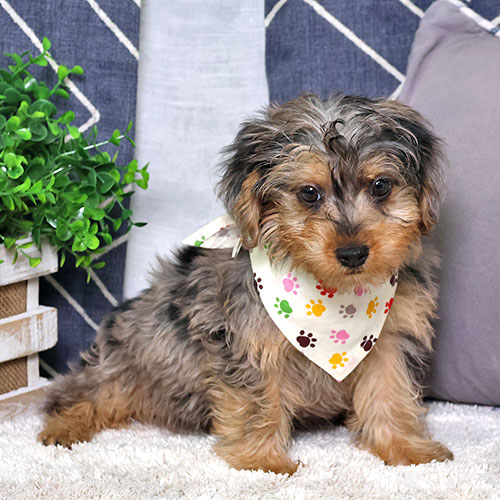 Puppy main image