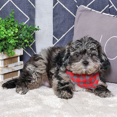Puppy main image